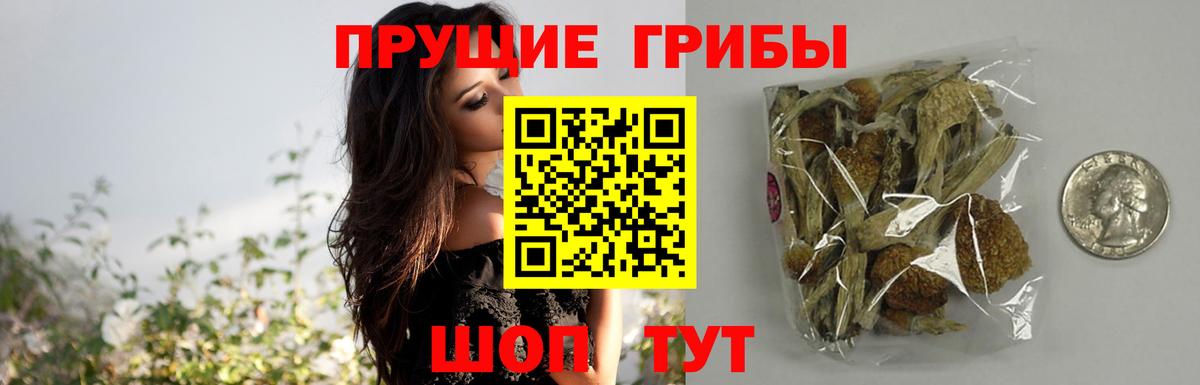 Псилоцибиновые грибы Psilocybe Анжеро-Судженск
